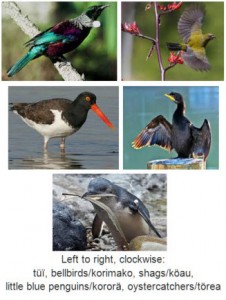 New Zealand Birds